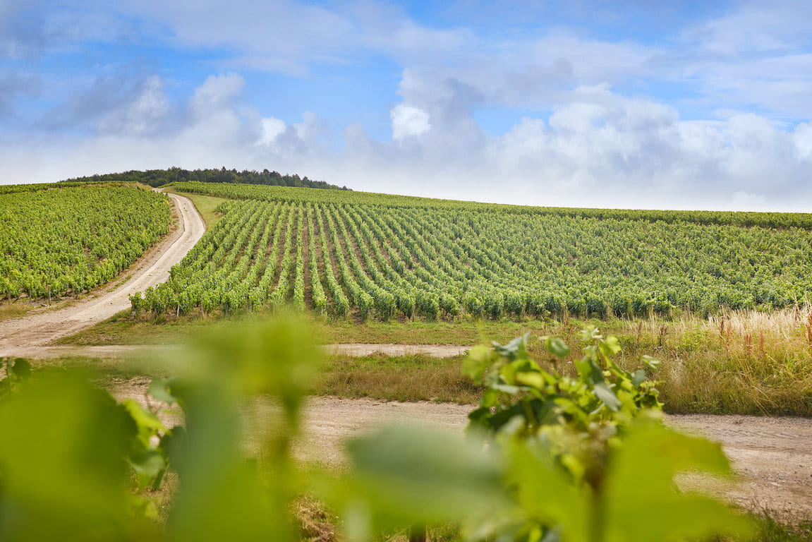 Chablis 1er Cru 'Monts de Milieu'