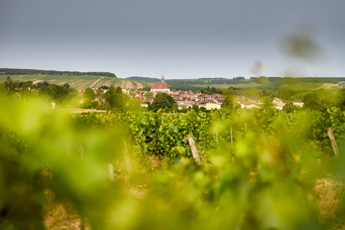 Chablis Les Bas de Chapelots