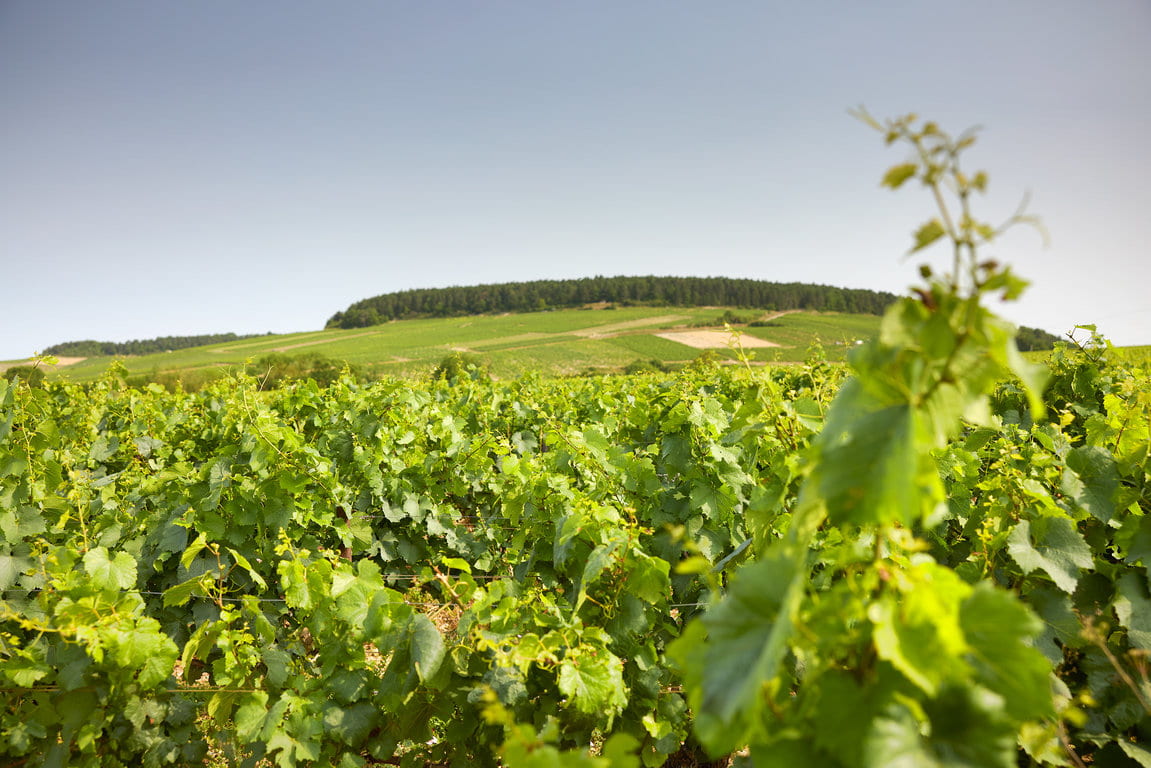 Chablis Les Bas de Chapelots