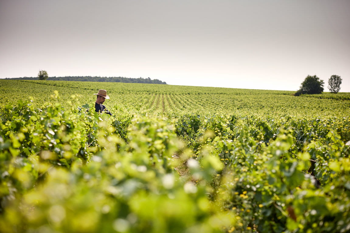 Chablis Les Bas de Chapelots